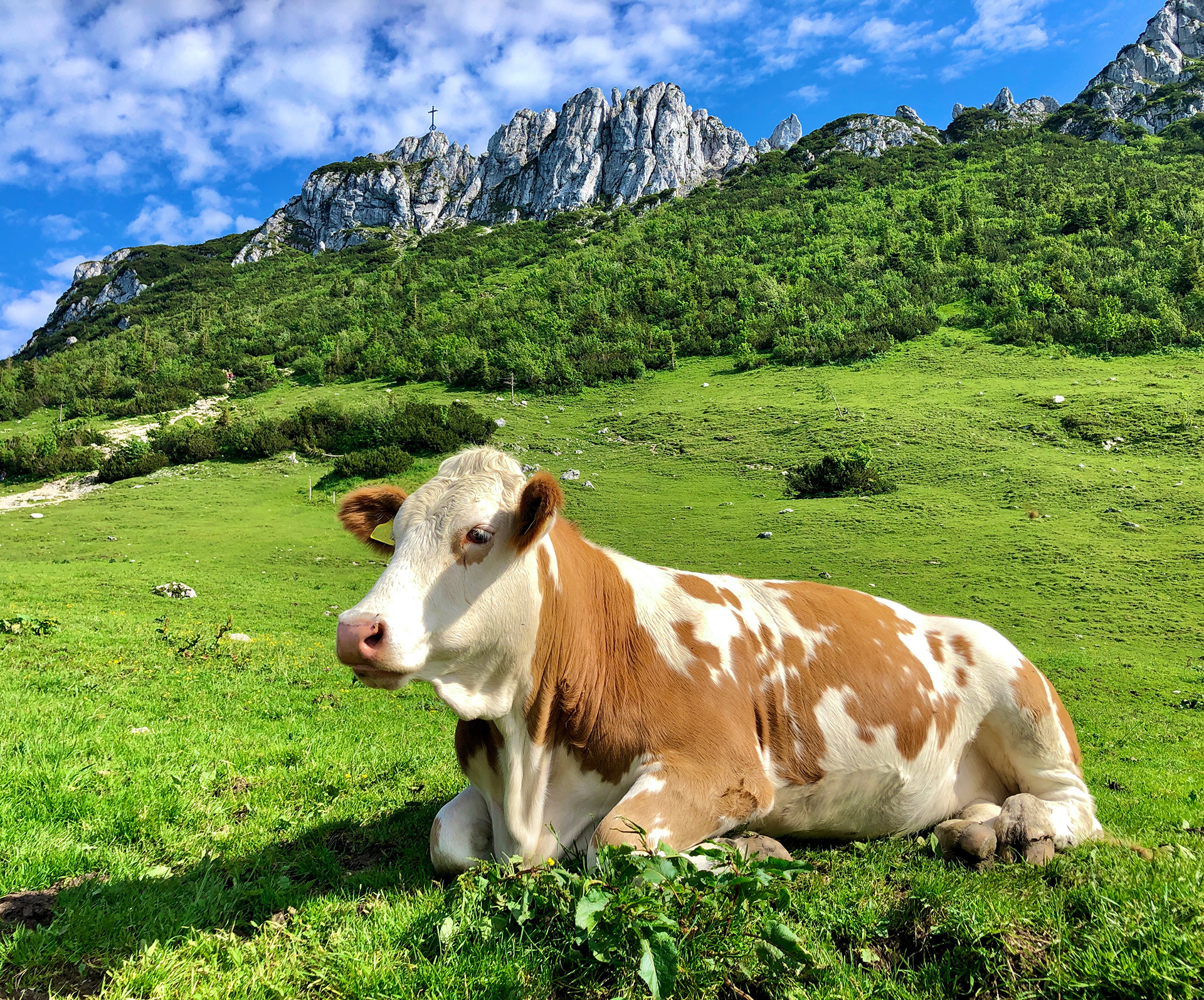 Kampenwand Chiemgau Almwiese mit einer Kuh